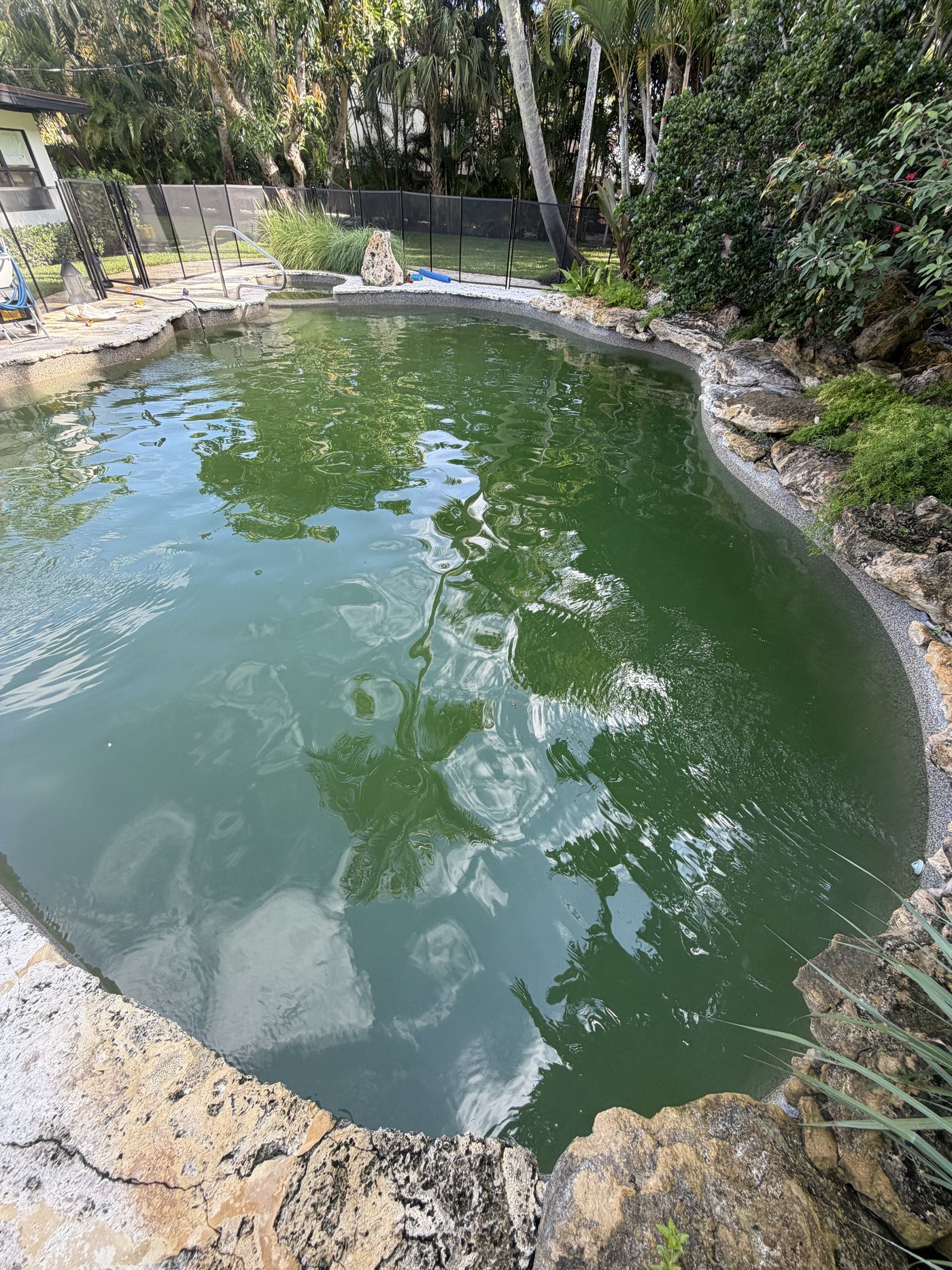 Green, algae-covered pool before TruBlue Pools of Palm Beach treatment in West Palm Beach, FL